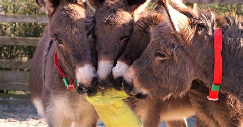 The Donkey Sanctuary Weekly Lottery .